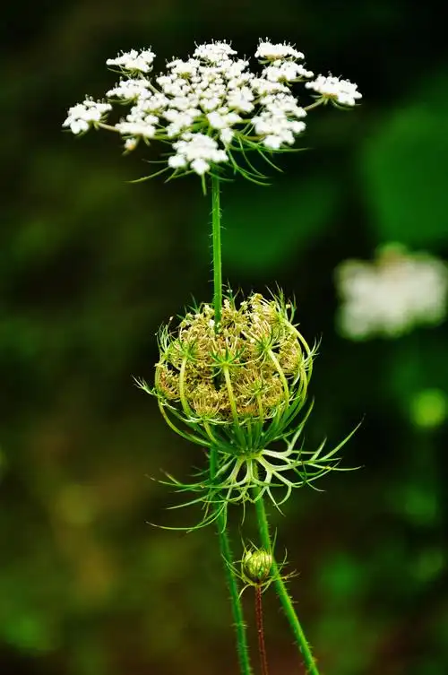 山间野花 - 达州摄影 - 凤凰山下 - powered by discuz!