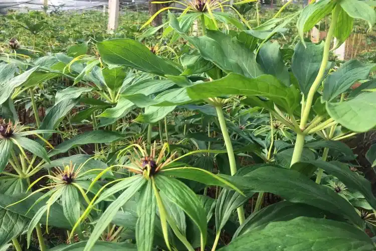 种植滇重楼你的行为决定成就努力享受着过程