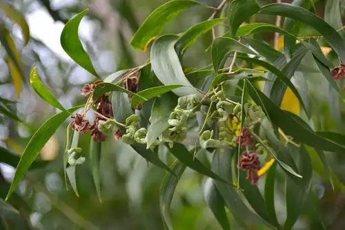 511,大叶相思   2013年12月11日 广东·珠海·中山大学珠海校区