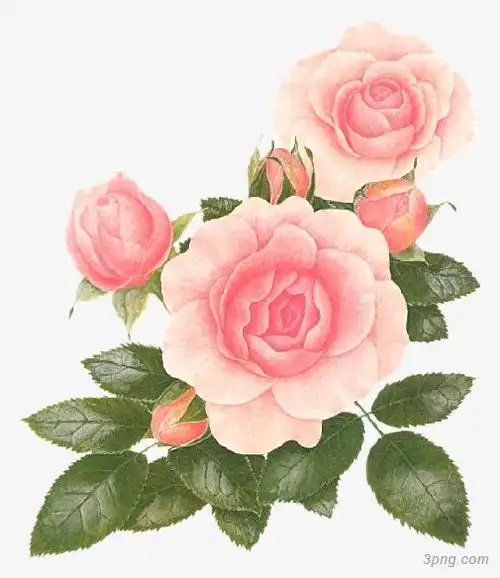 手绘粉色月季花png素材透明免抠图片动植人物