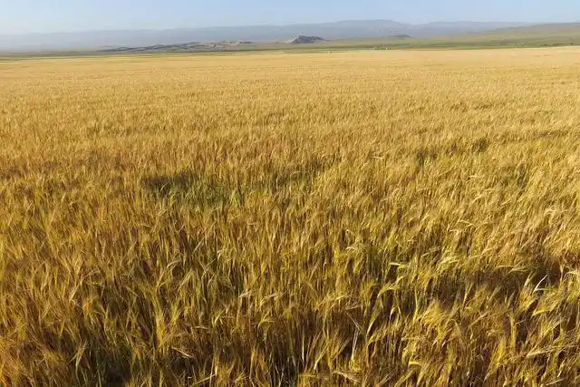 秋天来到了田野,田野里的庄稼成熟.