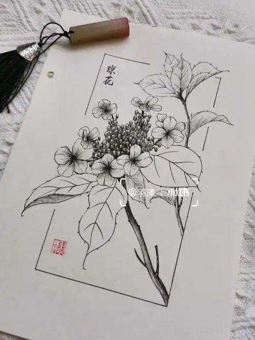 每日一画植物速写天目琼花