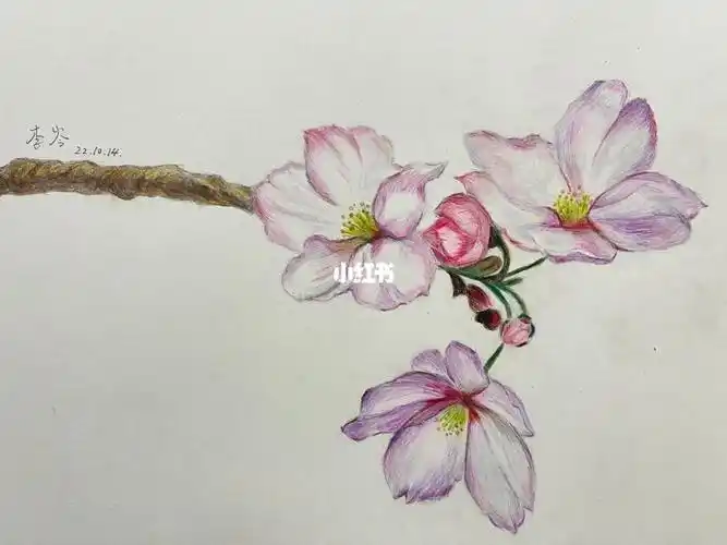 彩铅桃花