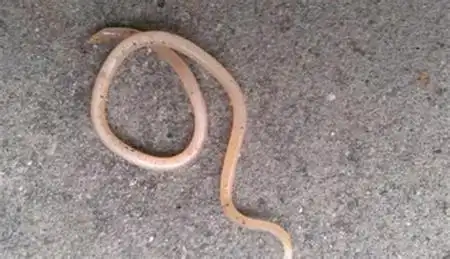 宝宝拉的蛲虫图片(宝宝拉出来的虫是什么样子的) - 智库百科