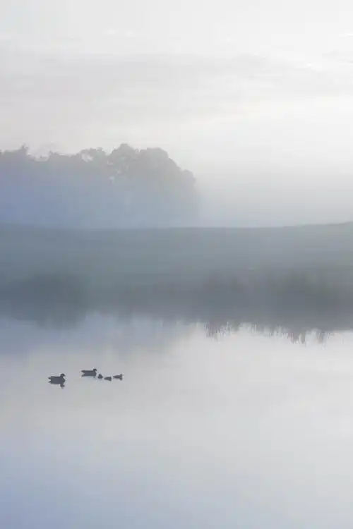 微凉的清晨,淡淡的雾;静静的流水,嬉戏的鸭.