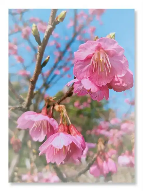 迎春赏寒绯樱(日本国花之一)