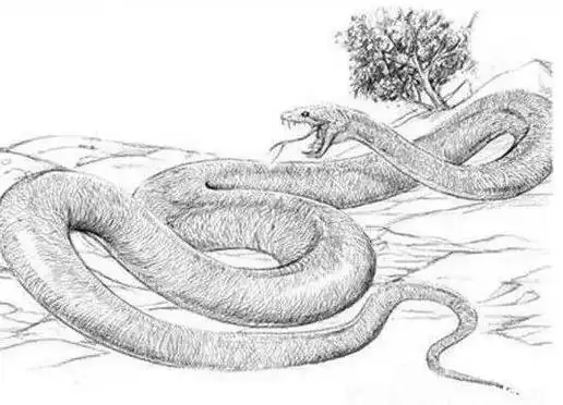 男人梦见大蟒蛇是怎么回事