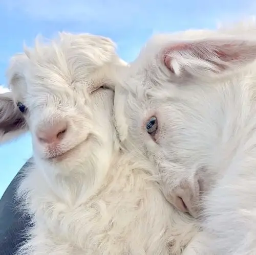 求微笑的小羊头像