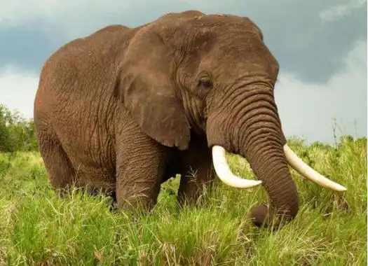 大象跟河马打架谁能赢?-剧情奥秘