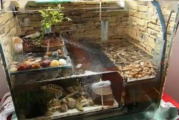 千万不要怀疑跟着水族圈来看龟龟造景