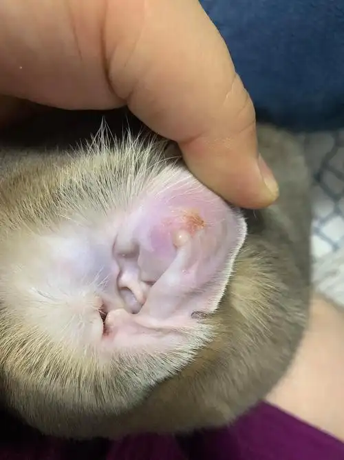 【讨论】小猫耳朵有小水泡
