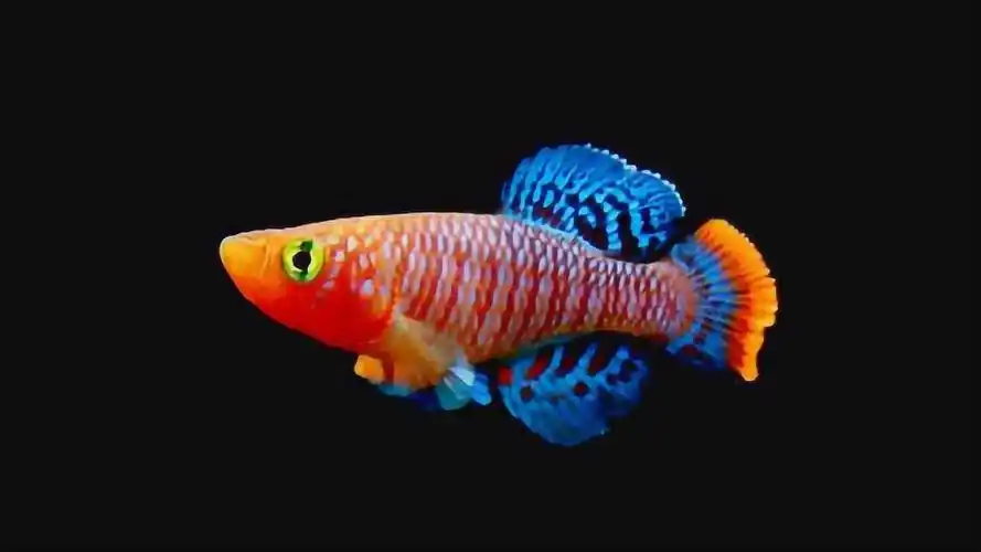 18块的观赏鱼,却非常难养,漂亮宝贝鳉,只能活1年,你会养吗