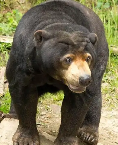 国家一级保护动物马来熊