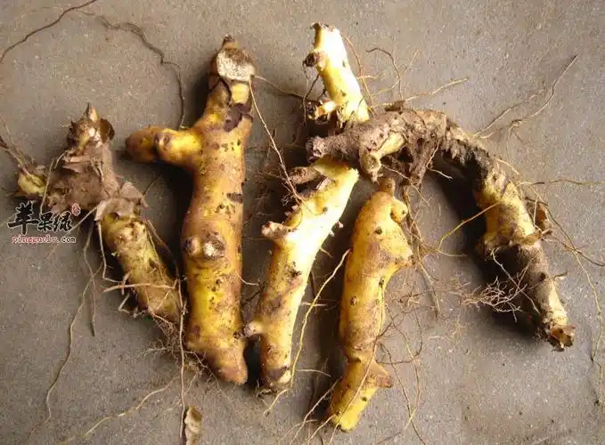 穿地龙泡酒的配方及制法详解