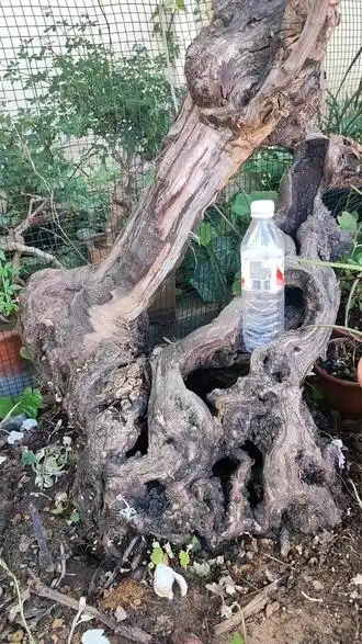 300年的葡萄树#抖音自然 #老桩盆景 #养花人的乐趣 #爱生活爱养花