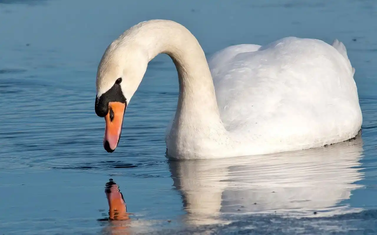 白天鹅唯美宁静摄影19201200高清壁纸