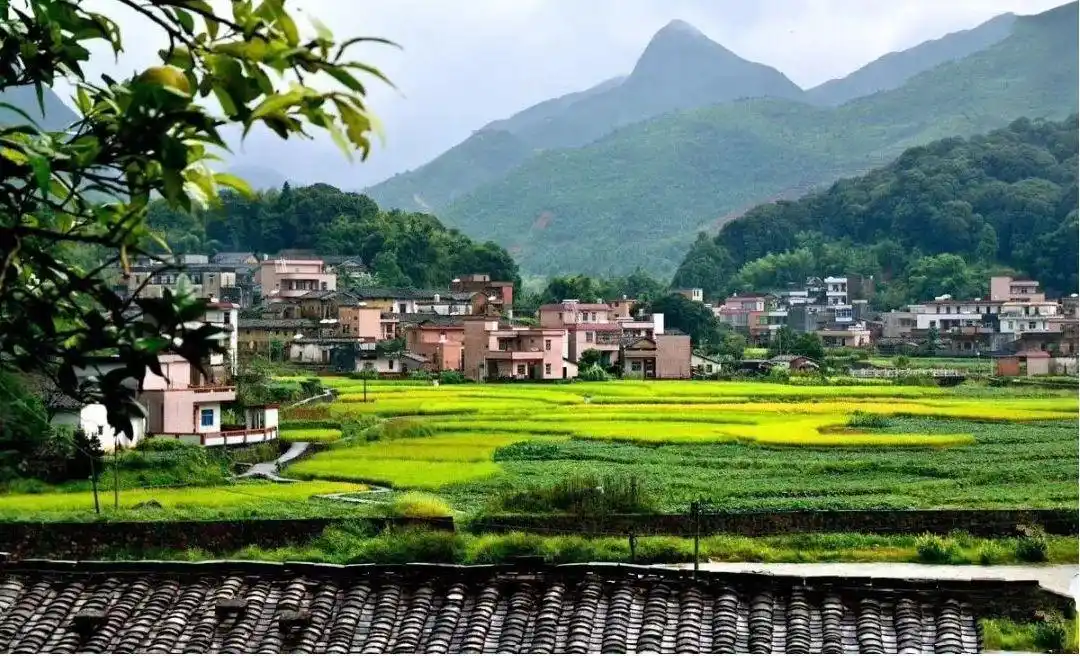 揭西县桐树坪村