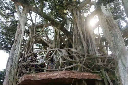 西入口服务区大榕树独木成林.(盛青楠 摄)