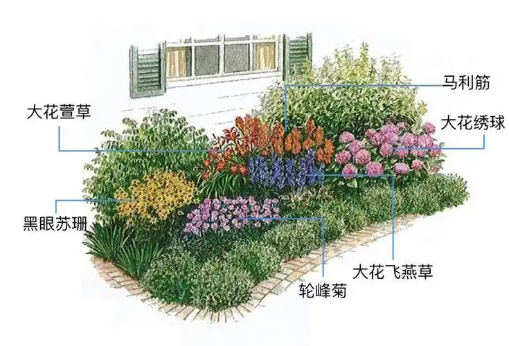 德国鸢尾(德国鸢尾种球种植)