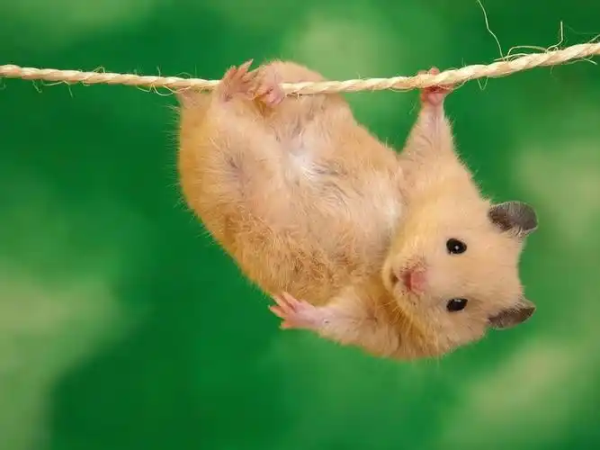 可爱的小鼹鼠动物桌面壁纸