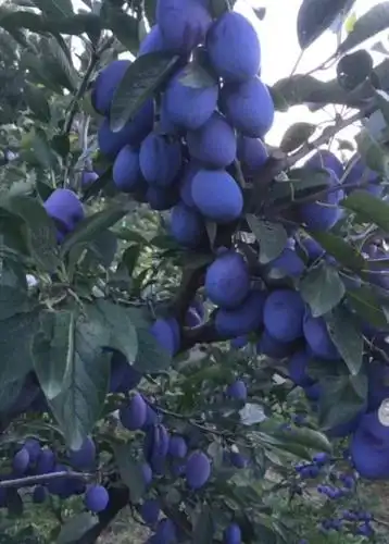 西梅苗 西梅李子苗