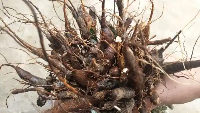 山里珍贵而稀少的"鸡腿参",可食可入药,很适合一种人群泡水喝