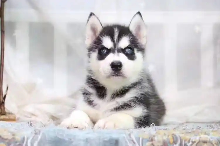 纯种蓝眼三火小哈士奇品相好做好疫苗驱虫保证健康签协议