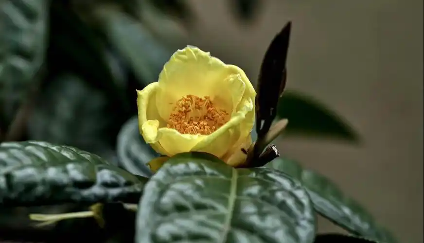 金色的山茶花-数码单反摄影-照片处理论坛-photoshop照