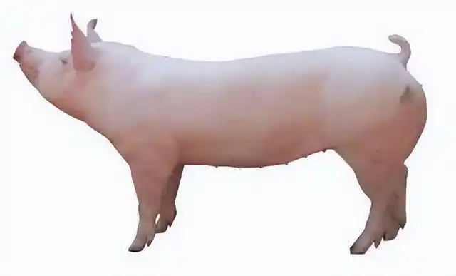小王老师猪品种介绍篇:外国猪-约克夏猪(大白猪)