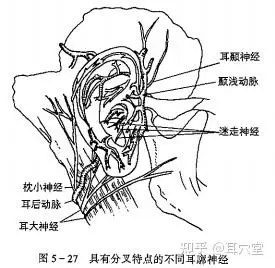 耳廓神经的复杂和差异性