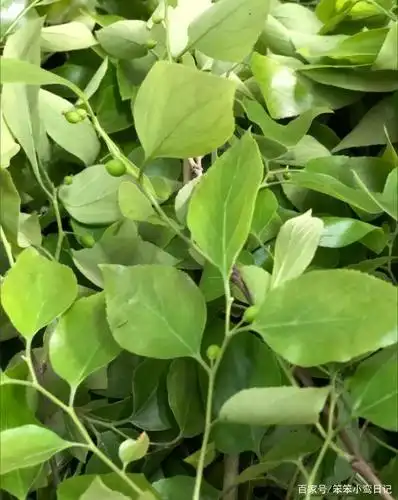 朴籽粿,潮汕版抹茶蛋糕,这样做太好吃了!