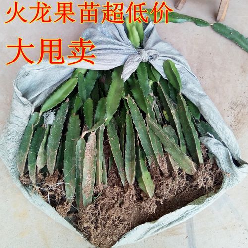 红心火龙果苗盆栽黄肉地栽庭院阳台南方北方种植果树苗当年结果