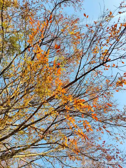 可否分享一些秋天的美景照片