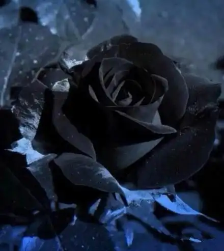 黑玫瑰