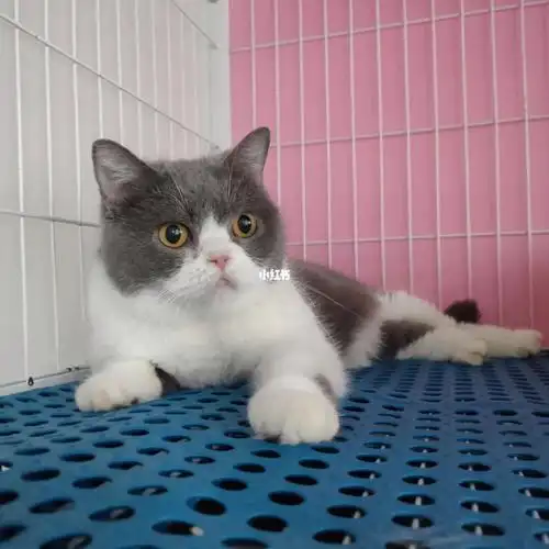 现货进口英短蓝白猫寻找新铲屎官