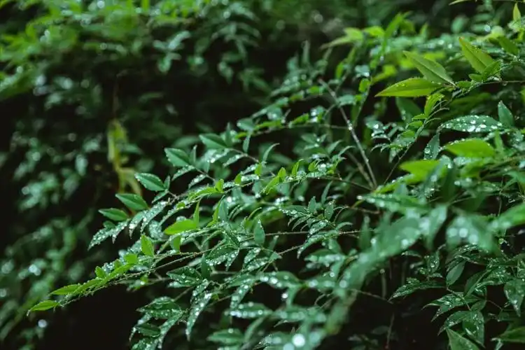 "不怕早梅旱,不怕晚梅涝,就怕空梅燥松松",梅雨季有啥讲究?