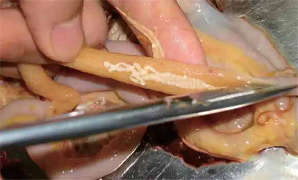 春季鸡寄生虫病常见症状表现用什么药治