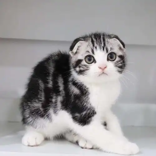 出售精品折耳美短加白本店支持分期付款可以不用一分钱猫咪带回家