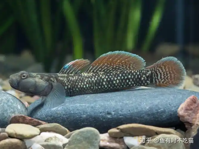 中国原生鱼吻虾虎鱼图鉴