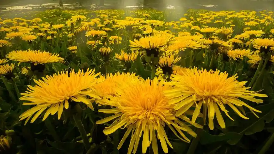 盛开的菊花壁纸