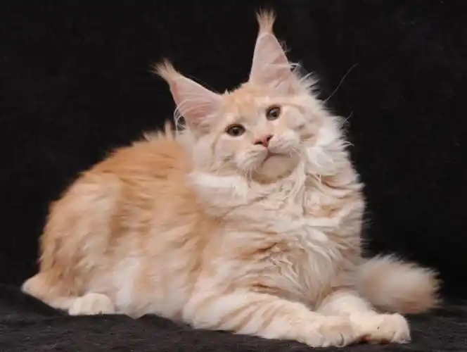 俄罗斯爆毛红虎斑缅因妹妹