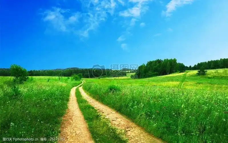 道路,景观,天空,树,草,绿色,足迹