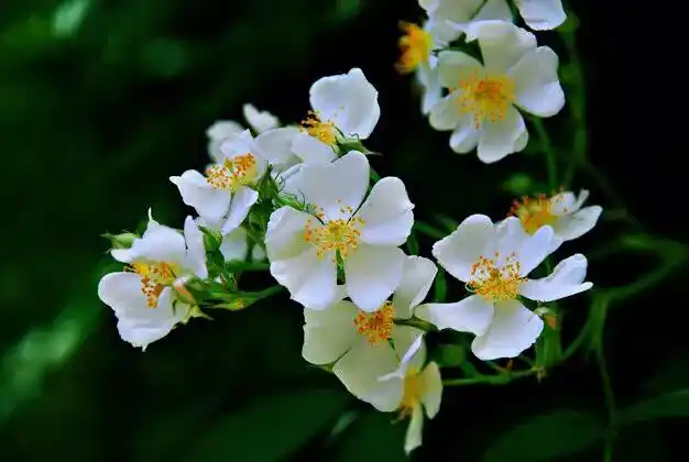 荼靡是什么意思 茶靡-诚智百科网