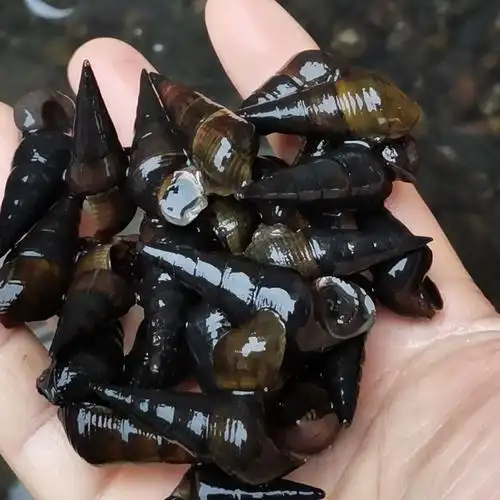 广西新鲜山坑螺钉螺长螺石螺黑螺坑螺5斤中小个