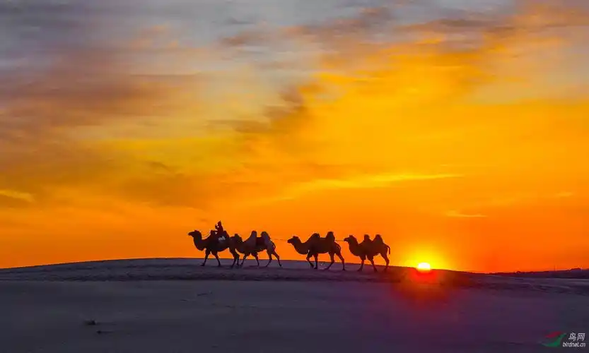 沙漠骆驼祝贺晓军老师荣获首页综合精华