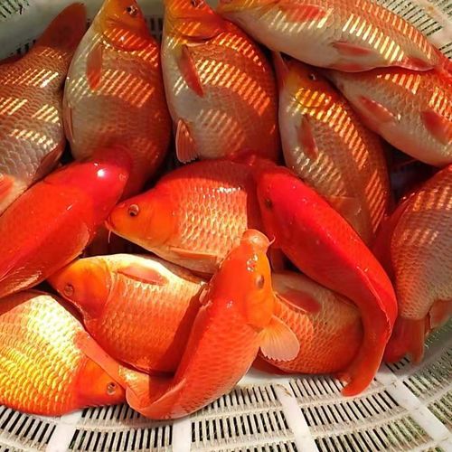 婺源荷包鲤元宝鲤红鲤鱼短身观赏鲤鱼招财鱼风水鱼锦鲤淡水冷水鱼