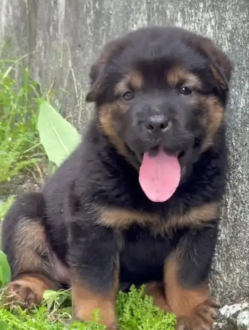 铁包金俗称四眼犬,在中华田园犬中属于比较少见的一种