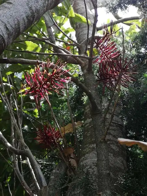 红色的夏威夷果花