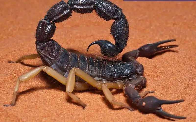 【爬宠】【蝎子】沙漠蝎饲养教程