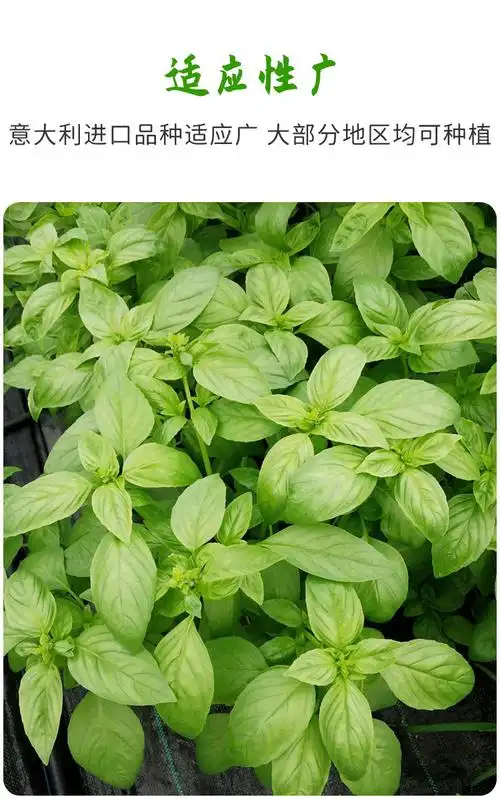 九层塔种子苗种籽大叶罗勒苗阳台四季盆栽农家蔬菜苗花卉香草种植罗勒